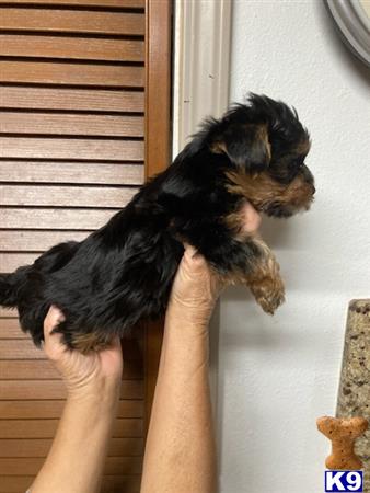 Yorkshire Terrier puppy for sale
